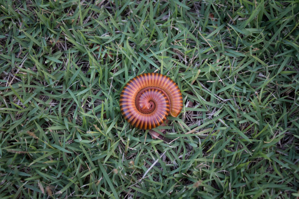 千足虫图片下载