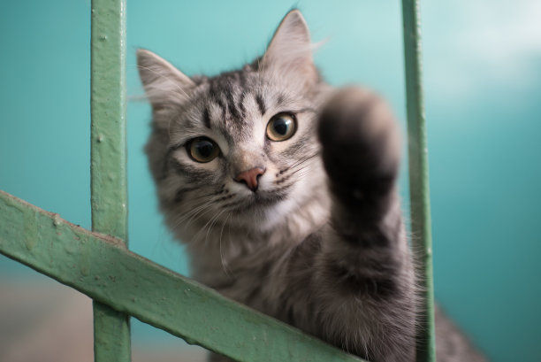 家养的毛绒绒的猫玩着，试图打相机图片下载