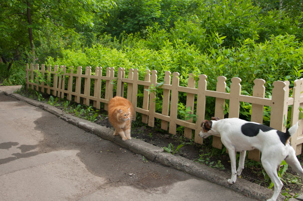 狗和受惊的猫图片下载