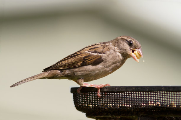 家麻雀喂养，Passer驯养，图片下载