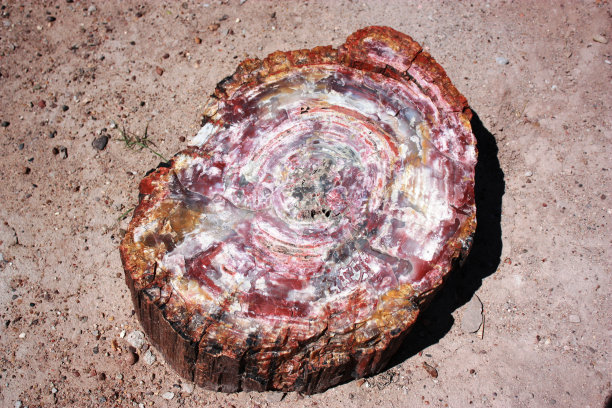 美国石化森林国家公园石化木材中的晶体图片下载