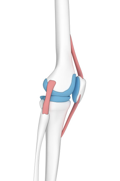人体膝关节解剖侧视图图片下载