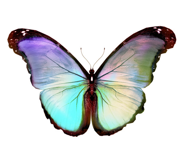 深绿色金色紫罗兰色蝴蝶大闪蝶，孤立在白色上图片下载