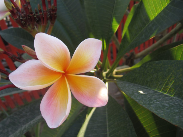 plumeria花图片下载