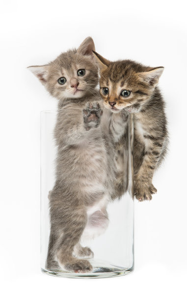 有趣的小猫图片下载