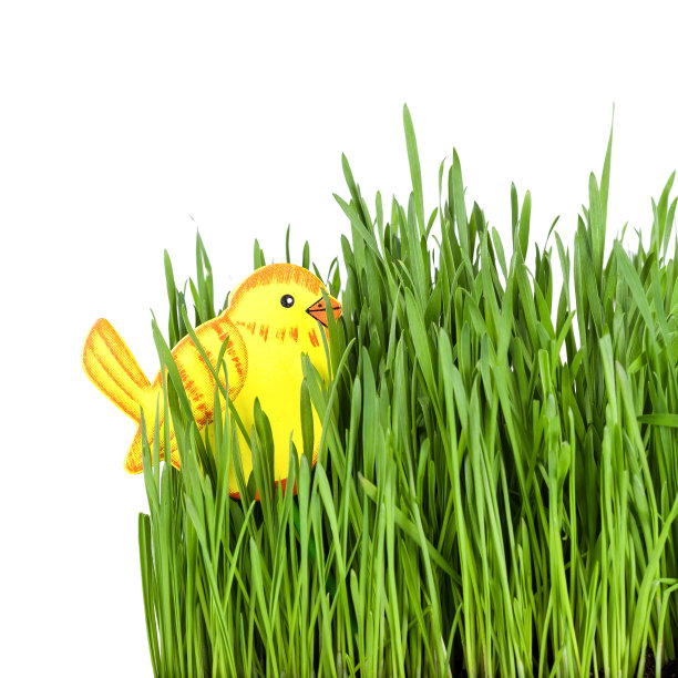 绿草里的小鸡玩具图片下载