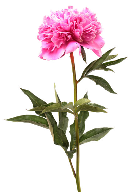 粉色的牡丹图片下载