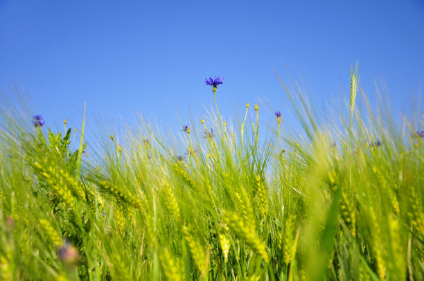 小麦地里长出的蓝色矢车菊图片下载