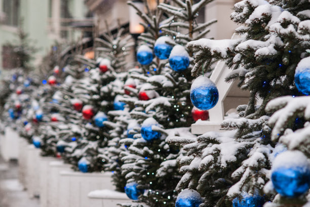街上有一排云杉图片下载