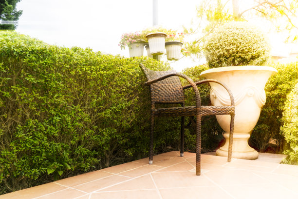 老鼠在花园里坐着图片下载