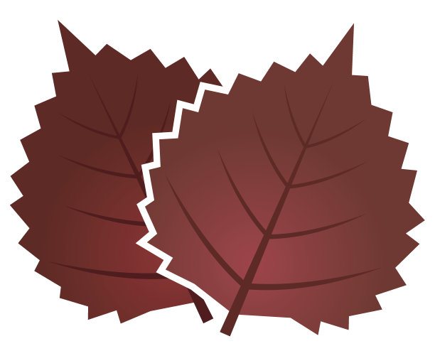 紫苏子的插图图片下载