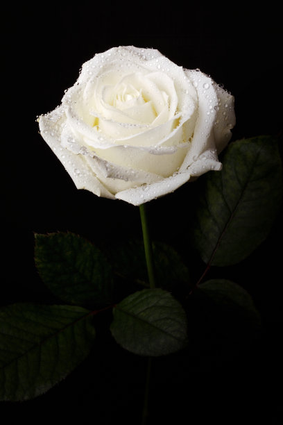 白玫瑰图片下载