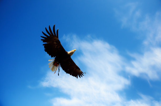 美国鹰飞图片下载