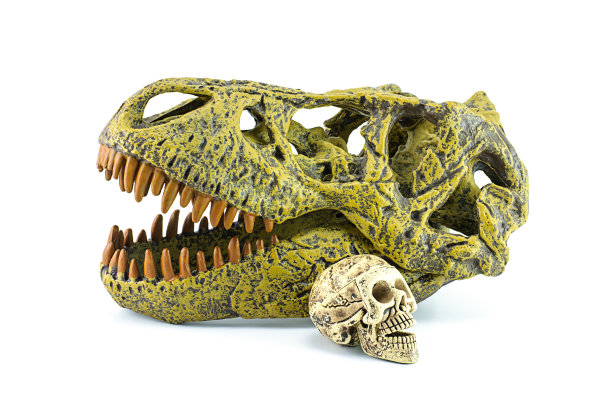 人类头骨和霸王龙被隔离在白色上。图片下载