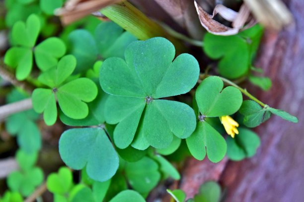 四叶苜蓿图片下载