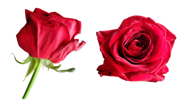 红玫瑰。图片下载