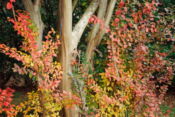 甘美的紫薇色图片下载