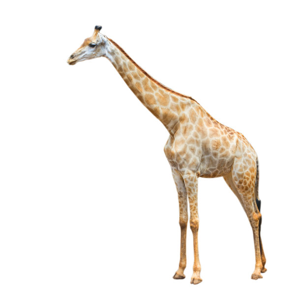 长颈鹿的画像图片下载