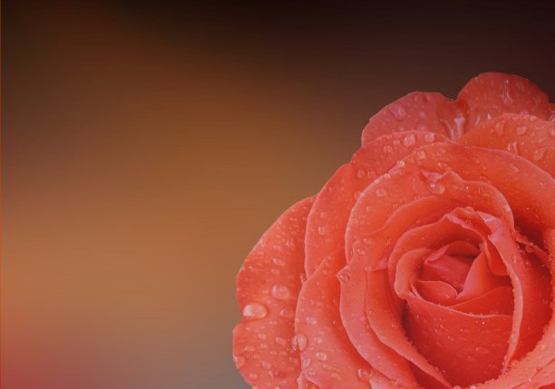 玫瑰花的背景图片下载