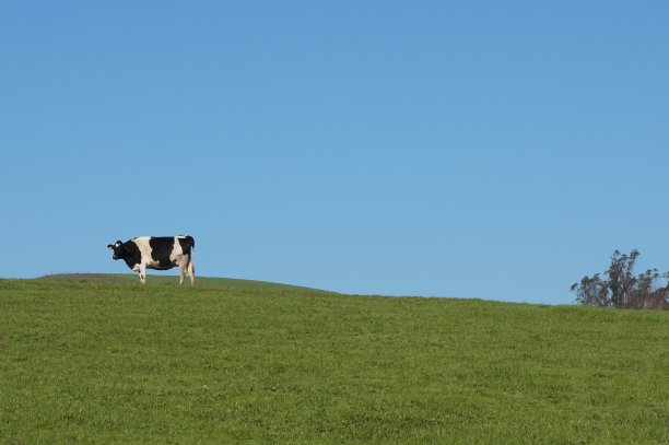 牛离开牧场图片下载