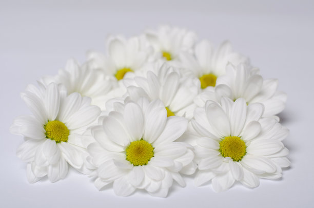 白色背景上的菊花花束图片下载
