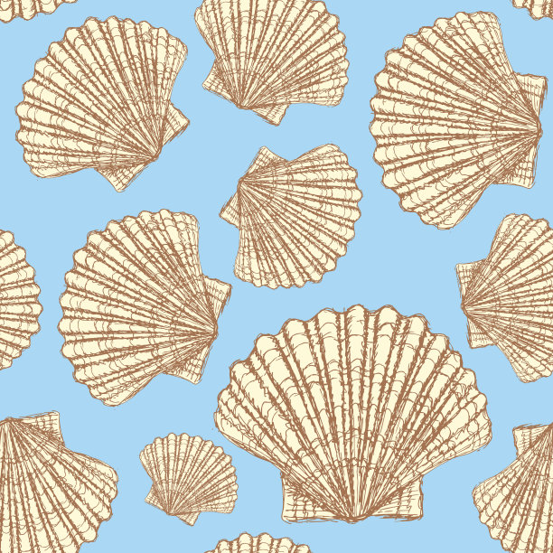 复古风格的海贝素描图片下载