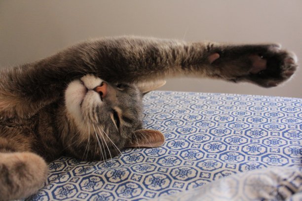 沉睡的猫图片下载