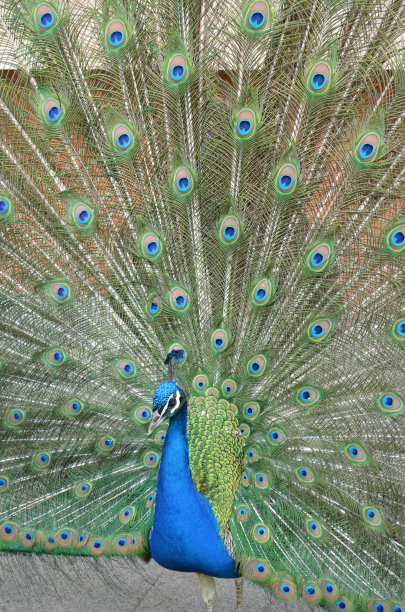 美丽的孔雀画像图片下载