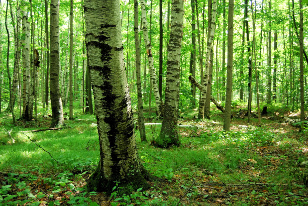 站的桦树图片下载