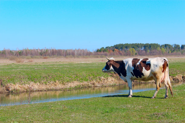 河边的牛图片下载