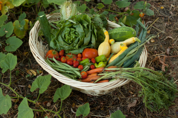 菜篮子图片下载