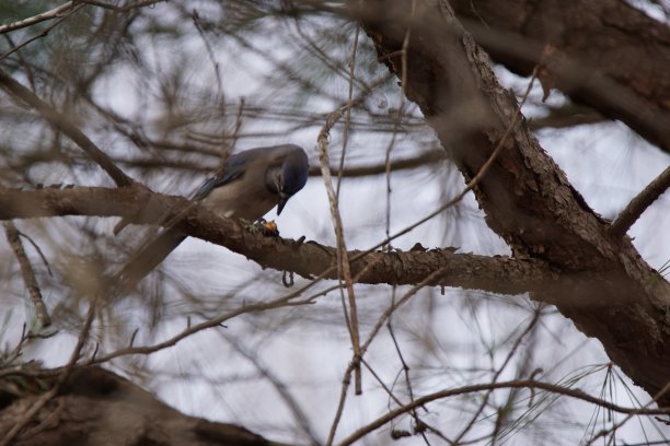 冠蓝鸦图片下载