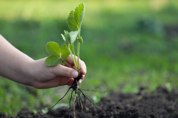 绿色的萌芽图片下载