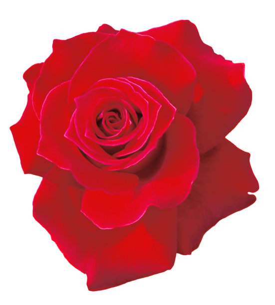孤立的红玫瑰图片下载