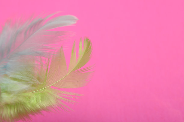 粉红色的羽毛图片下载