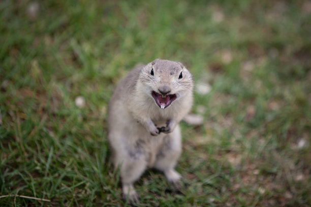 愤怒地松鼠图片下载