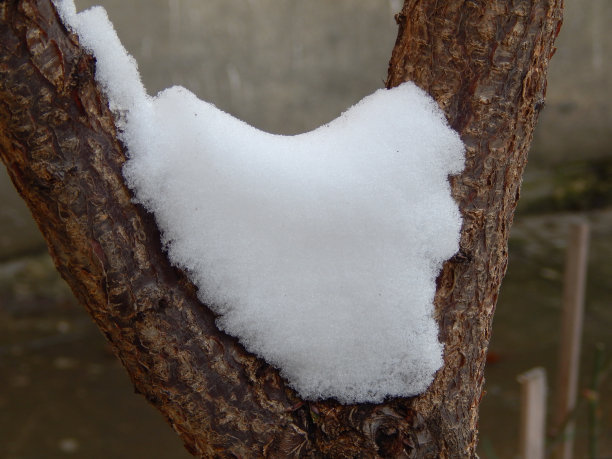 雪心图片下载
