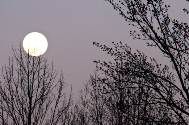 树梢上的满月。图片下载
