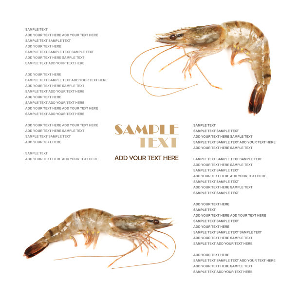 鲜虾或虾孤立在白色背景图片下载