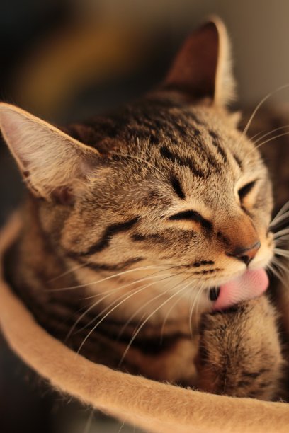 梳理猫图片下载