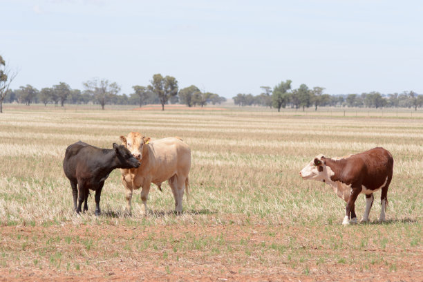 哺乳动物图片下载