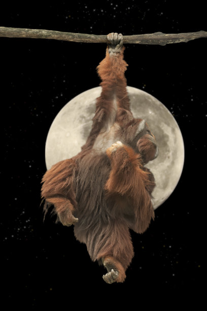 大型雄性猩猩挂在树枝下图片下载