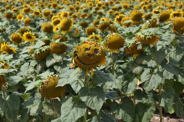 笑脸向日葵图片下载