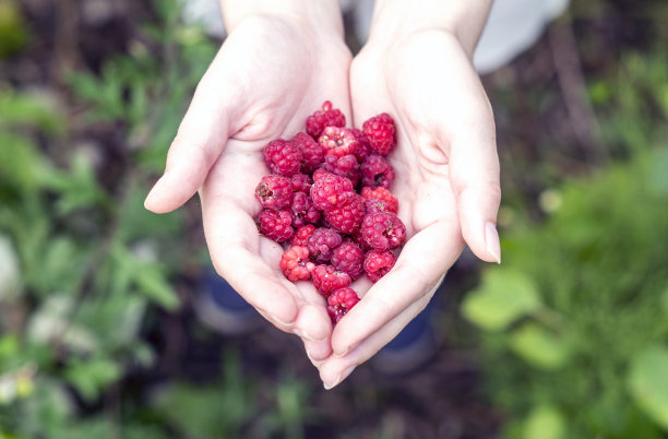 手里拿着覆盆子图片下载