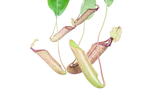 忘忧草(米兰达)白色背景。图片下载