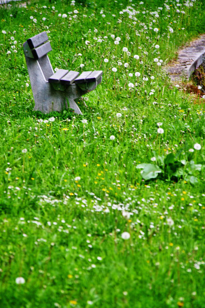 蒲公英草地上的公园长椅图片下载