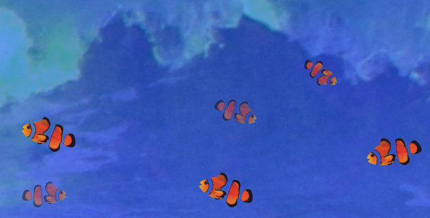 水里的小丑鱼图片下载