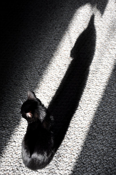 倒影，猫的影子图片下载