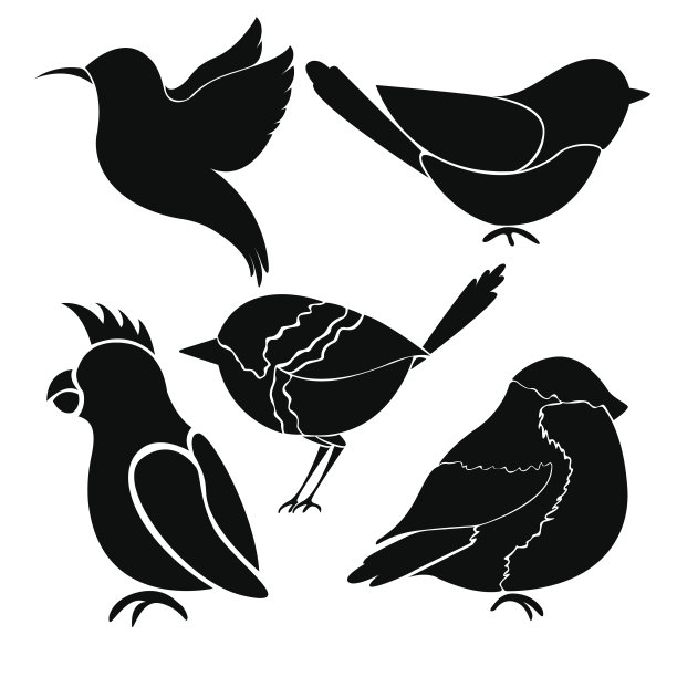 白色背景上不同鸟类的剪影。蜂鸟，瓢虫，山雀，红腹灰雀，鹦鹉。图片下载