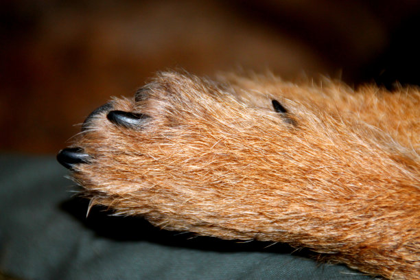 边境梗的爪子，上面的垫子，指甲的皮毛近图片下载